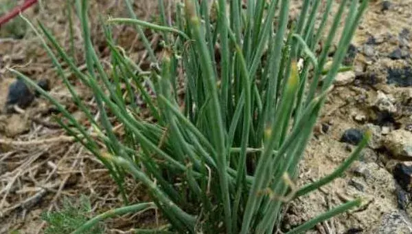 沙葱一亩地用几斤种子 种植沙葱的成本是多大