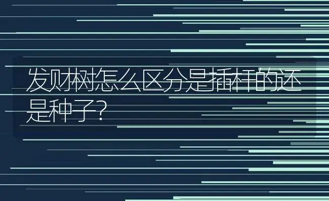 发财树怎么区分是插杆的还是种子？ | 植物问答