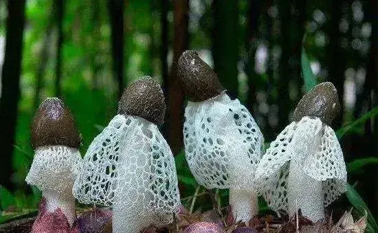 竹荪常见的种植方式，分别介绍压块、直播和室内箱栽培