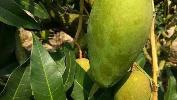 芒果露水斑怎样防治