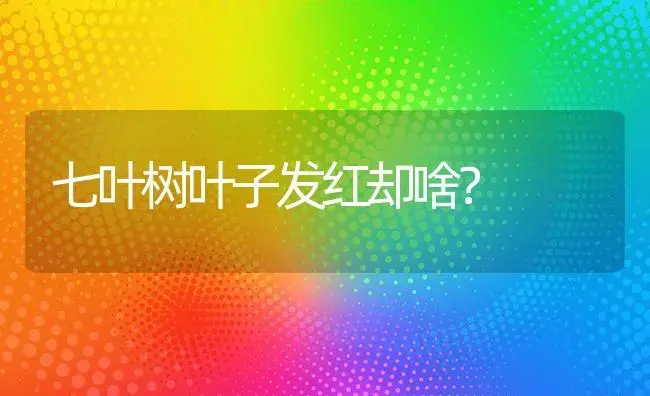 七叶树叶子发红却啥？ | 植物问答