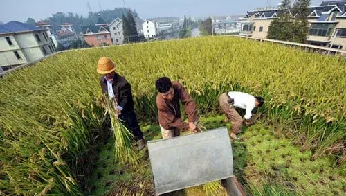 水稻增产及增质方法技巧