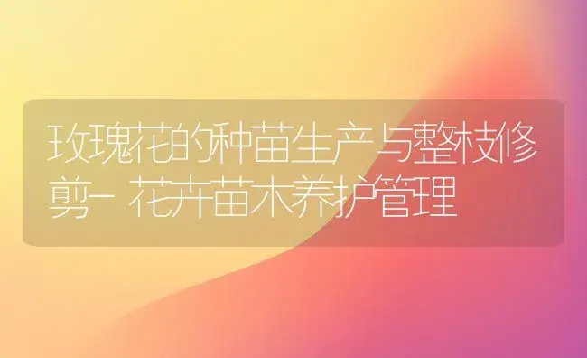 玫瑰花的种苗生产与整枝修剪-花卉苗木养护管理 | 植物知识