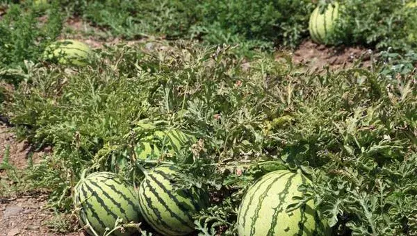 西瓜科学种植管理技术