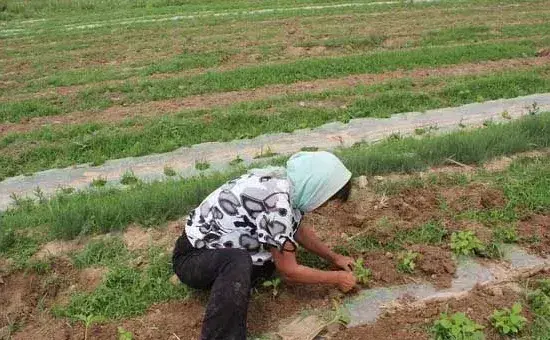 芝麻种植技术及管理措施