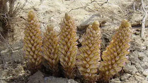 肉苁蓉种植成本及利润分析 肉苁蓉产地在什么地方