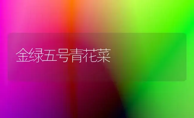 金绿五号青花菜 | 植物科普