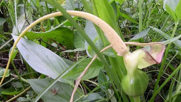 2018种半夏赚钱吗？半夏种植的利润与投资成本及前景预测