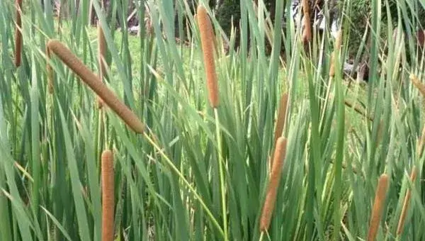 蒲黄种植技术，3至6月种植，土壤需保持湿润