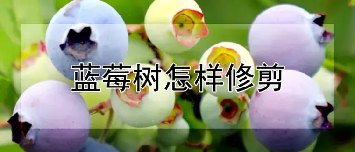 蓝莓树怎样修剪