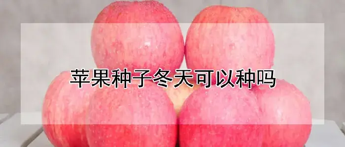 苹果种子冬天可以种吗