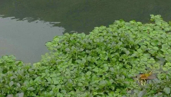 豆瓣菜是什么种出来的 豆瓣菜能在旱地种植吗