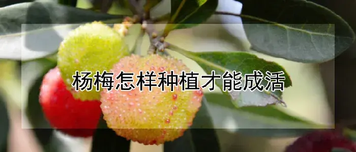 杨梅怎样种植才能成活