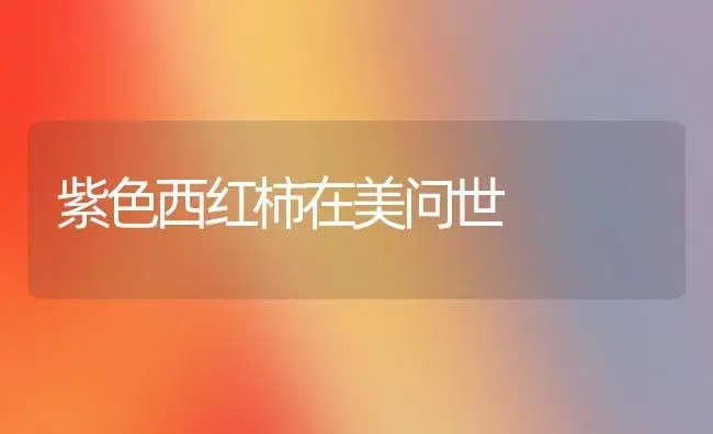 紫色西红柿在美问世 | 植物科普