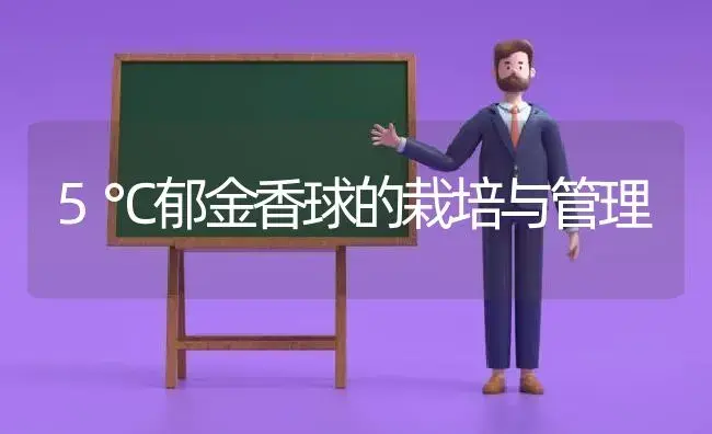 5℃郁金香球的栽培与管理 | 植物科普