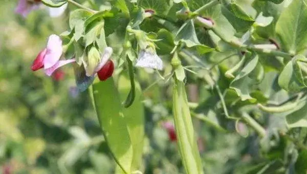 2018种荷兰豆赚钱吗？荷兰豆种植的利润与投资成本及前景预测