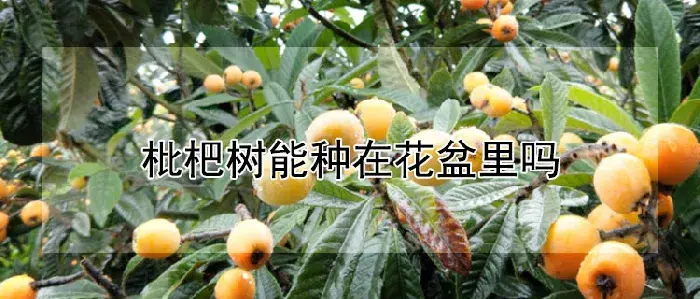 枇杷树能种在花盆里吗