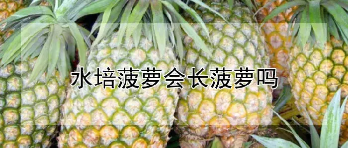 水培菠萝会长菠萝吗