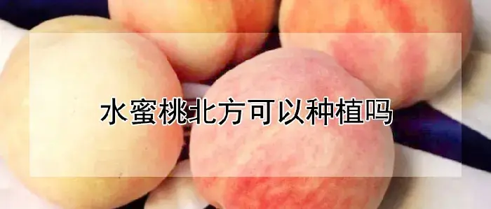 水蜜桃北方可以种植吗
