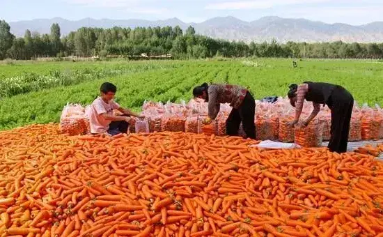 胡萝卜的高效种植技术介绍