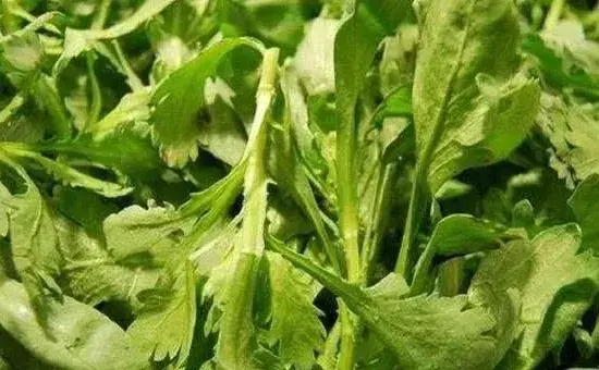 9月份茼蒿种植管理要点