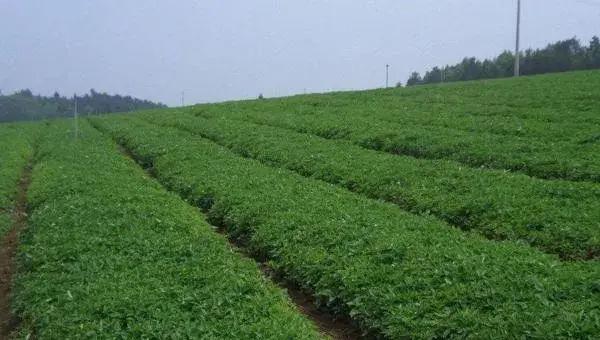 太子参种植技术 太子参种植时间