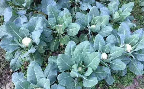 花菜的播种时间和种植要点
