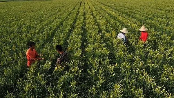 黄花菜采摘后怎么管理 黄花菜下雨天怎么处理