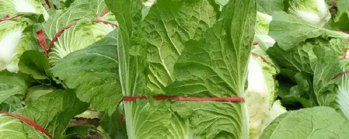 大白菜生长期多少天