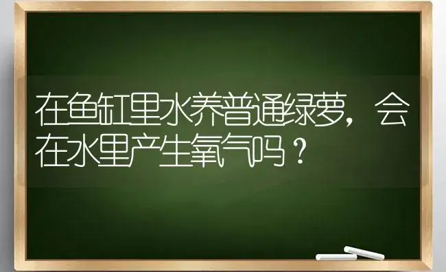 在鱼缸里水养普通绿萝，会在水里产生氧气吗？ | 植物问答