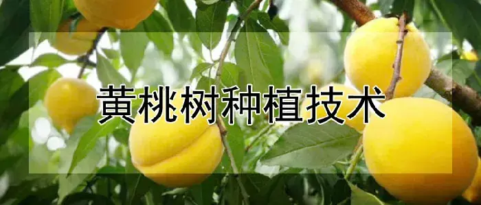 黄桃树种植技术