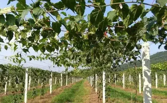 软枣猕猴桃种植注意事项，需注意这五点