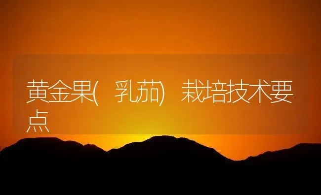 黄金果(乳茄)栽培技术要点 | 植物知识