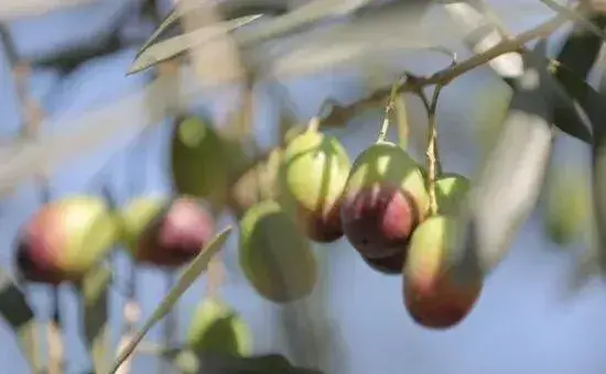 橄榄的种植技术及管理要点