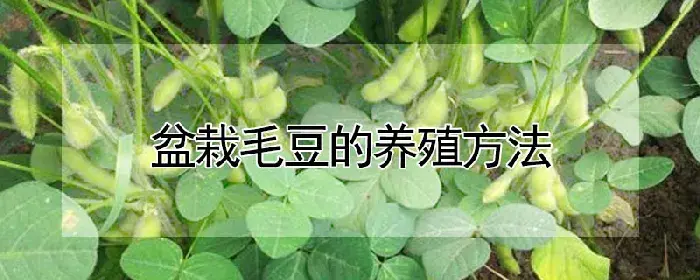 盆栽毛豆的养殖方法