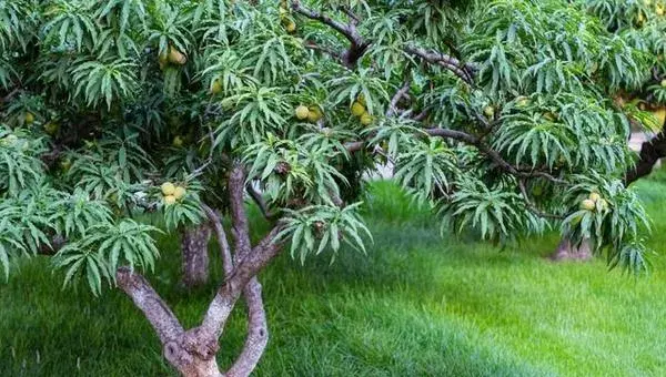 桃树科学种植技术