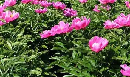 种白芍栽培采收技巧