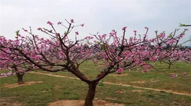 桃树疏花疏果技术