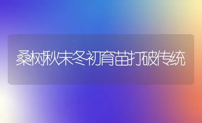 桑树秋末冬初育苗打破传统 | 植物科普