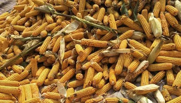 农大488玉米种介绍，红轴粒深且脱水快，稀植大穗密植高产