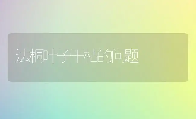 法桐叶子干枯的问题 | 植物知识