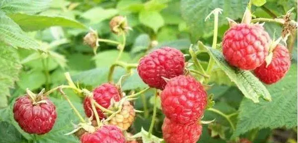 覆盘子怎么种 覆盘子种植方法与注意事项