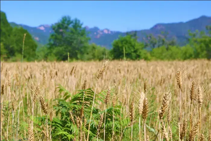 冬小麦适合在哪些地区种植?全国各地冬小麦种植区域介绍