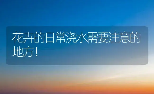 花卉的日常浇水需要注意的地方！ | 植物科普