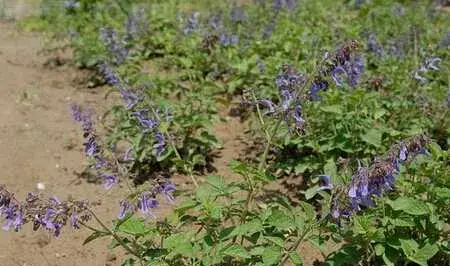 无公害丹参的种植技术