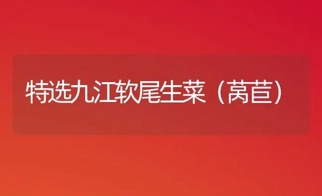 一品红提早开花措施-花卉苗木养护管理 | 植物科普