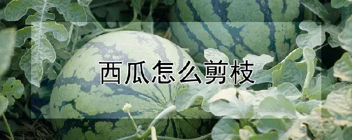 西瓜怎么剪枝