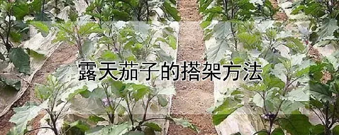 露天茄子的搭架方法