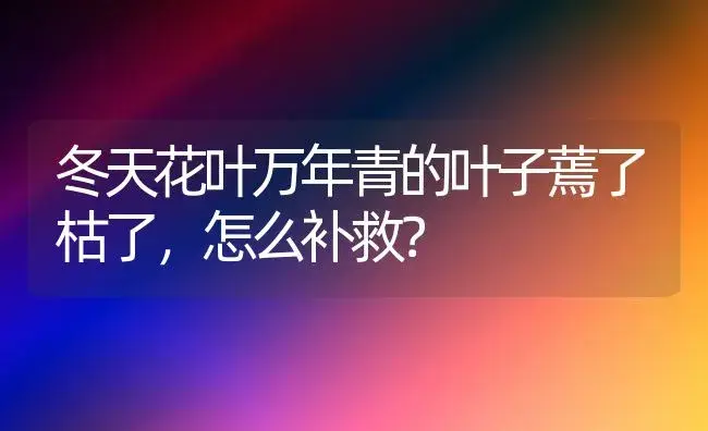 冬天花叶万年青的叶子蔫了枯了，怎么补救？ | 植物问答