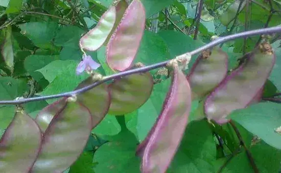 秋眉豆的种植方法和时间